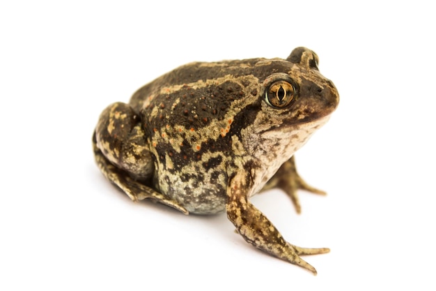 Crapaud moulu isolé sur une surface blanche