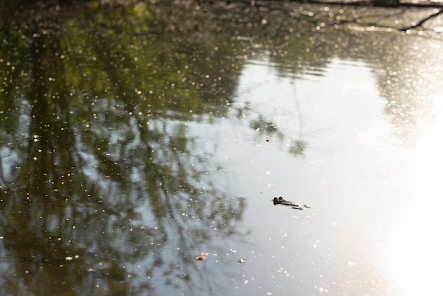 Le crapaud nage dans l'étang