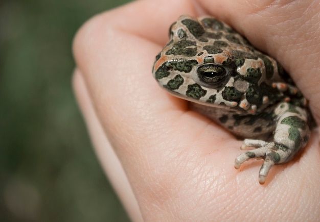 Crapaud de terre se bouchent dans la main