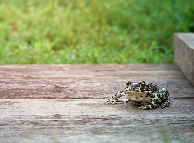 Crapaud vert dans le jardin