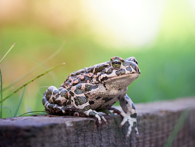 Crapaud vert dans le jardin.