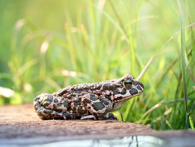 Crapaud vert dans le jardin.