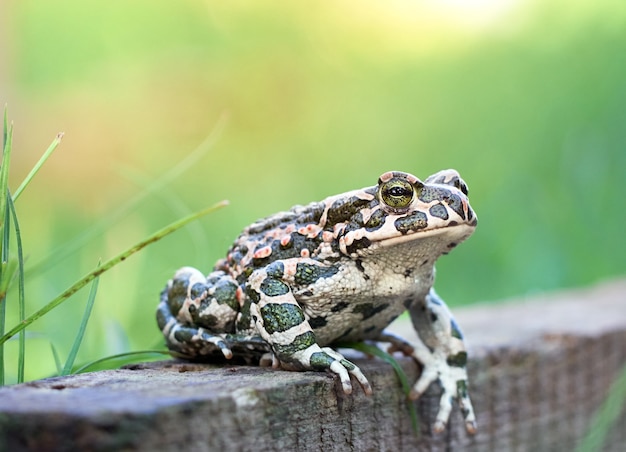 Crapaud vert dans le jardin.