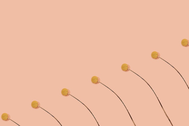 Craspedia jaune Billy Balls ou Billy Buttons (fleurs de boule jaune) avec motif de tiges sur fond pastel rose avec espace de copie. Idée de fond d'écran créatif nature. Mise à plat minimale.