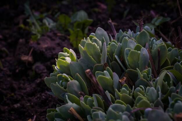 Crassula dans le jardin