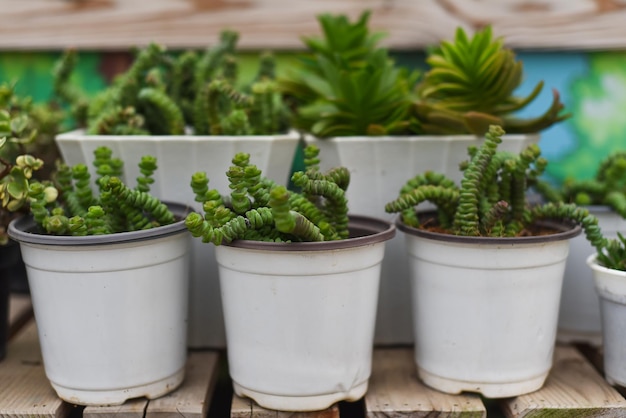 Crassula marnieriana nom commun collier de jade ou pagode chinoise