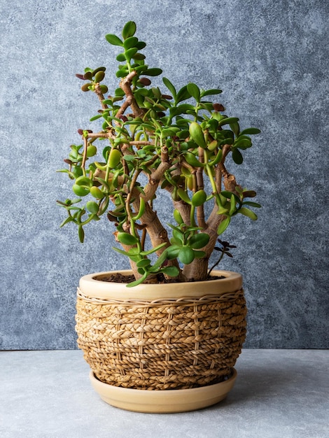 Crassula ovata plante d'intérieur dans un pot en osier fond gris