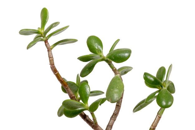 Crassula ovata plante succulente