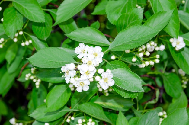 Crataegus laevigata aubépine arbre en fleur au printemps