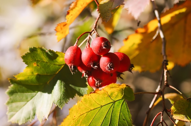 Crataegus monogyna ou plante d'aubépine à une seule graine avec des fruits rouges mûrs sur les branches.