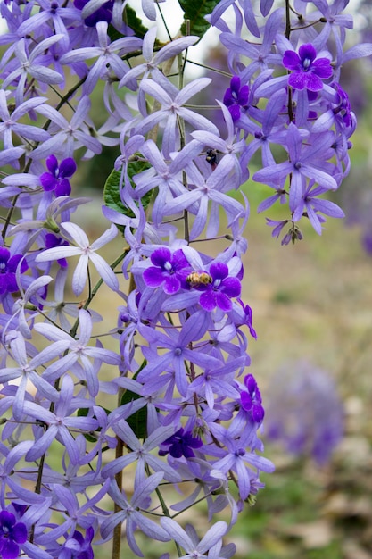 Cravate lilas