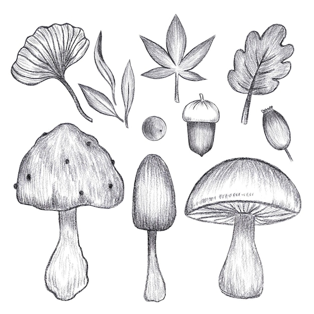 Photo crayon noir dessiné à la main, feuilles coupées, champignons et glands isolés sur fond blanc. peut être utilisé pour l'ornement d'étiquette de carte postale.