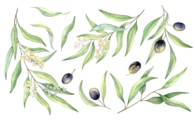 Création de logo d'invitation de mariage de cadre géométrique de couronne d'olivier de verdure aquarelle