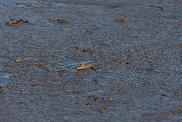 Créatures sur la plage, poisson sauteur-mudskipper