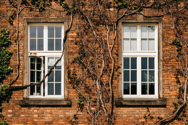 Creeper sur le mur d'un immeuble