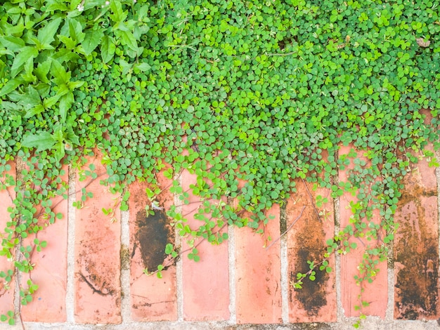 Photo creepers sur le sol de brique dans le jardin