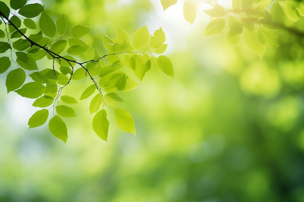 Créer un arrière-plan flou de feuilles vertes