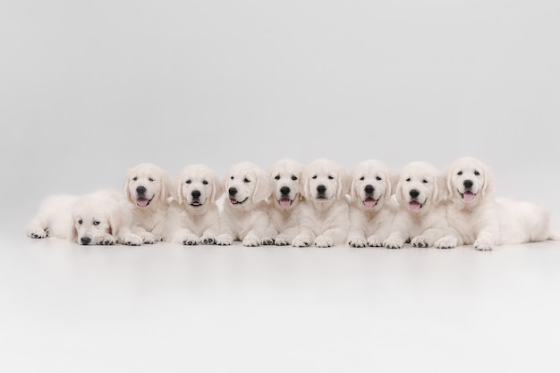 Crème anglaise golden retrievers isolé sur mur blanc