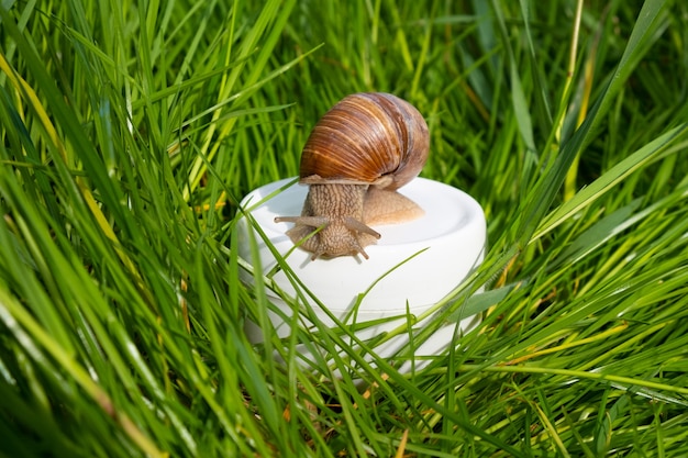 Crème à la mucine d'escargot dans l'herbe verte, soins de la peau.