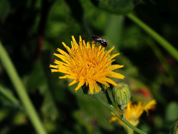 crepis en fleurs dans le pré