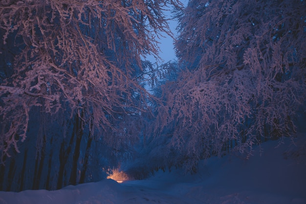 Crépuscule dans la forêt gelée