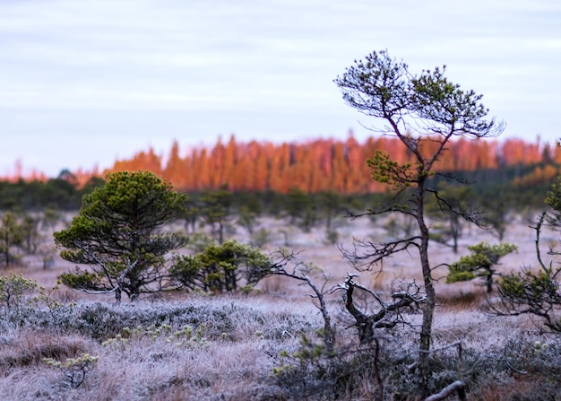 Le crépuscule du matin dans le marais premier gel sur les mousses mousses lichens et l'herbe silhouettes d'arbres sombres