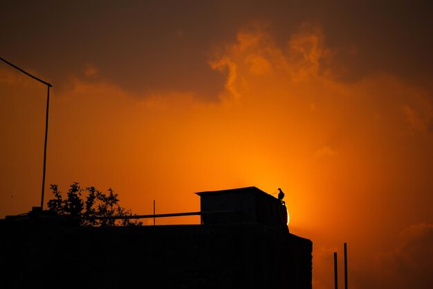 Photo le crépuscule et le pigeon