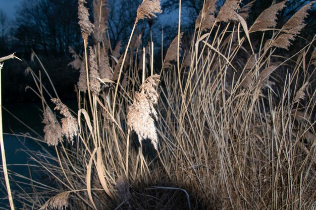 Le crépuscule sur la rivière ailleurs dans Bunde les arbres se reflètent dans l'eau c'est une humeur spéciale