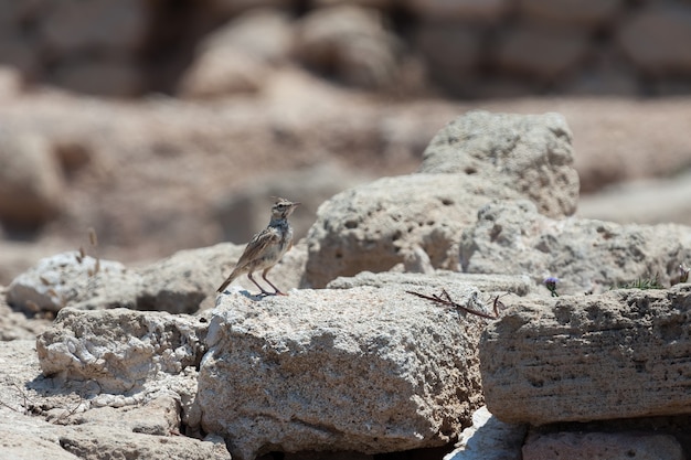 Crested Lark (galerida cristata) parmi les ruines antiques de Paphos Chypre