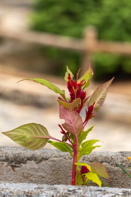 La crête de coq Celosia cristata est une plante à fleurs à crête originaire de l'Inde. La plante doit son nom à sa fleur qui ressemble à la tête d'un coq.