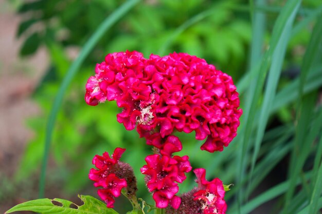 Photo crête de coq rouge (celosia argentea var. cristata)