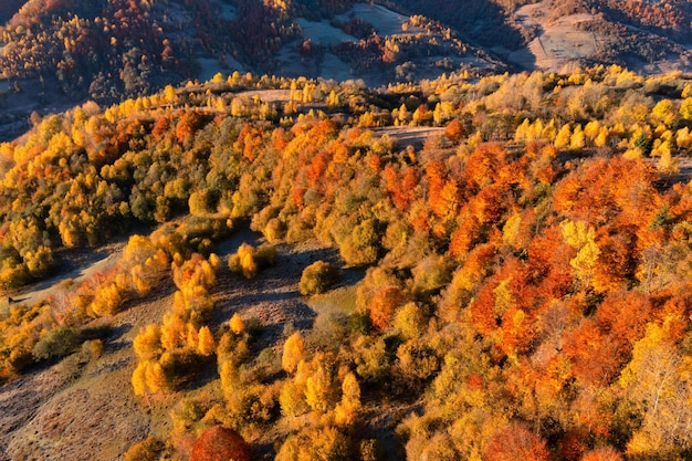 Crête de montagne couverte de forêts de terre cuite et d'arbres jaunis sous un ciel nuageux gris sur la sombre vue panoramique de la journée d'automne