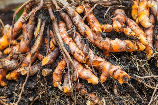 creuser du curcuma sous le sol