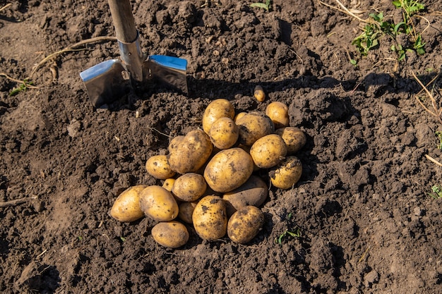 Photo creuser des pommes de terre. récolter des pommes de terre à la ferme. produit écologique et naturel.