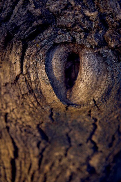 Photo un creux en forme d'œil dans un noyer