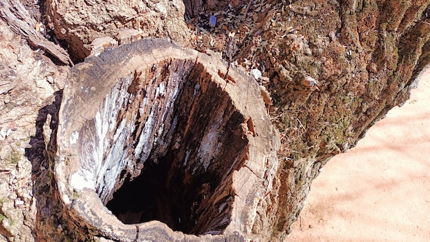 Un creux s'est formé dans le tronc d'un vieil arbre à l'endroit où une grosse branche a été coupée