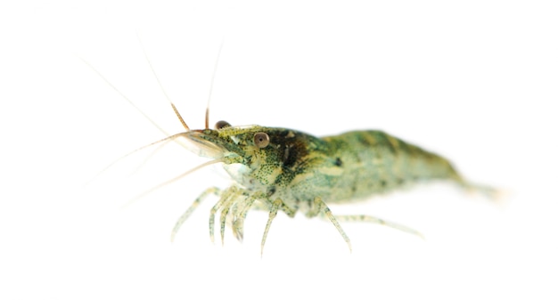 Crevette cerise - Neocaridina heteropoda sur un blanc isolé