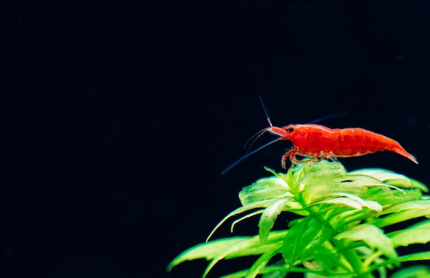 Crevette naine sur feuille dans un aquarium d'eau douce