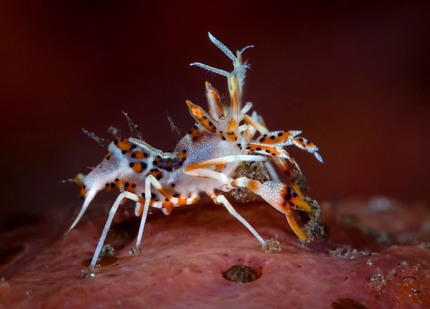 Crevette tigrée épineuse - Phyllognathia ceratophthalma. Monde macro sous-marin de Bali.