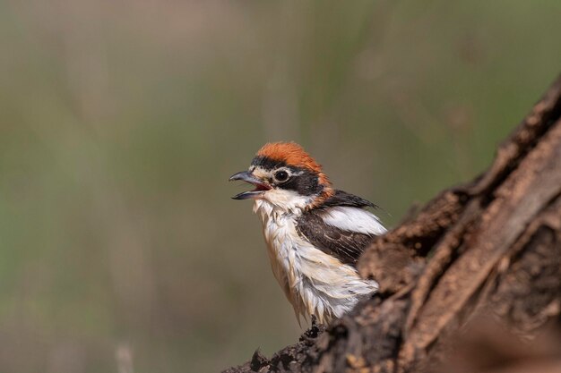 Le crevette de Woodchat Lanius sénateur de Malaga Espagne