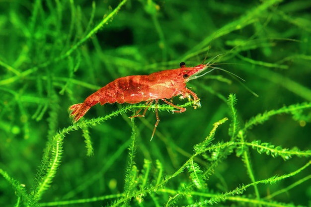 Photo des crevettes à la cerise rouge sur une mousse