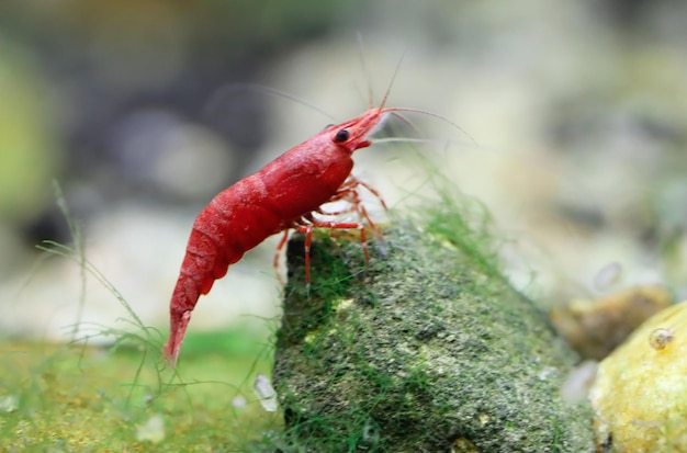 Crevettes cerises rouges dans un aquarium planté