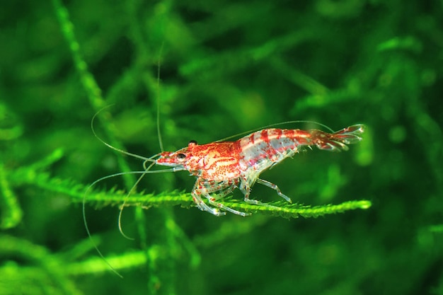 Photo crevettes cerises rouges sur une mousse