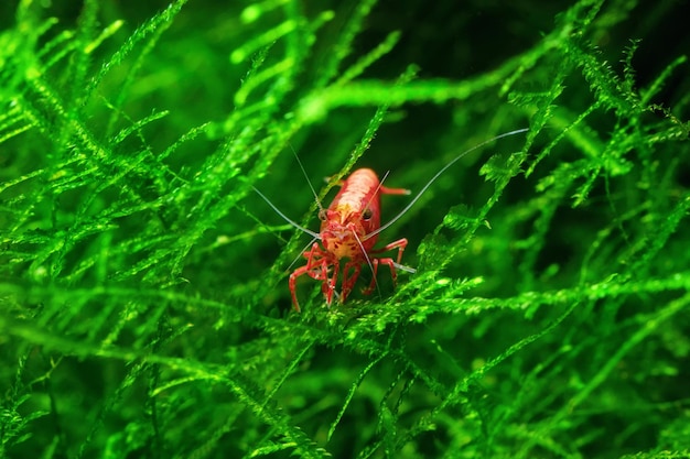 Crevettes cerises rouges sur une mousse