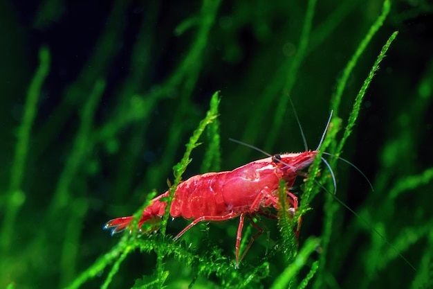 Crevettes cerises rouges sur une mousse