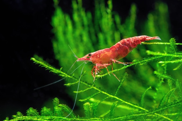 Crevettes cerises rouges sur une mousse