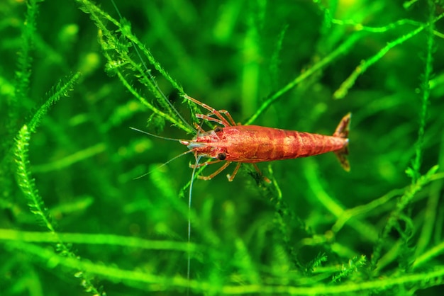 Crevettes cerises rouges sur une mousse