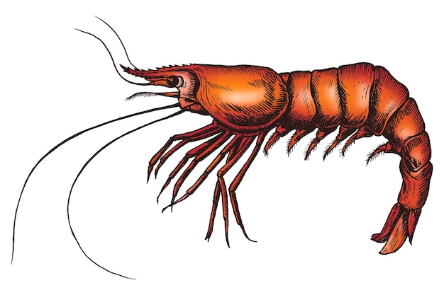 Crevettes colorées isolées png transparente