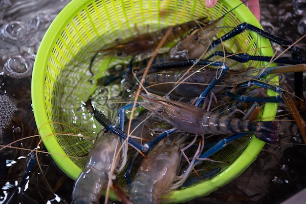 Crevettes crues fraîches au marché de fruits de mer thaïlandais