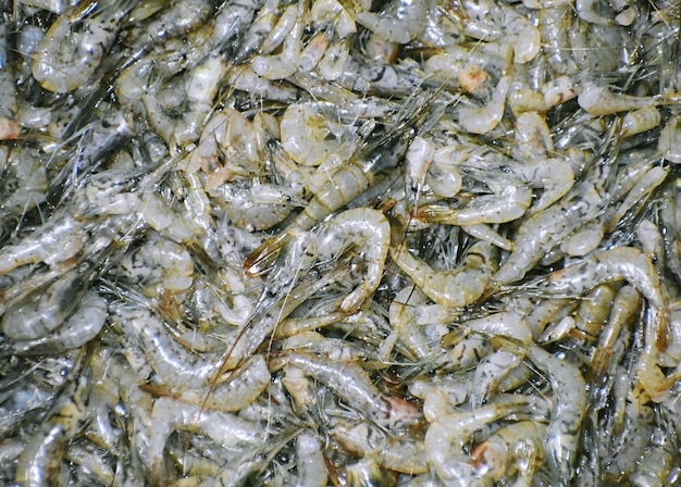 Photo crevettes fraîches au marché